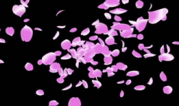 花瓣视频
