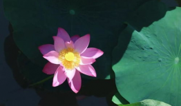 荷花短视频,短视频中的荷花魅力瞬间